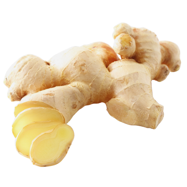 Cordyceps