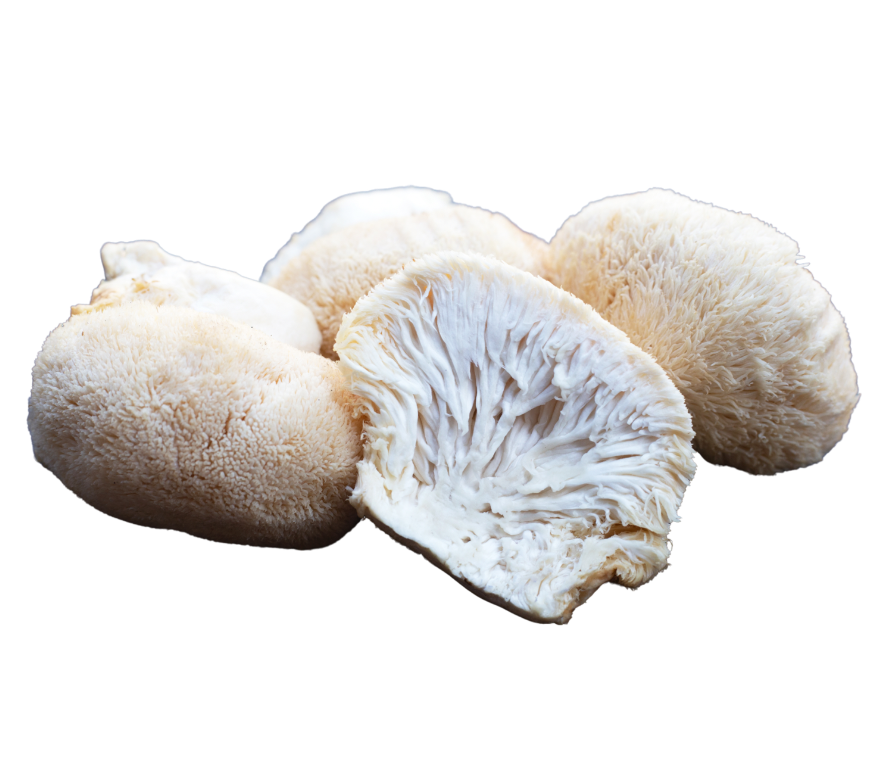 Cordyceps
